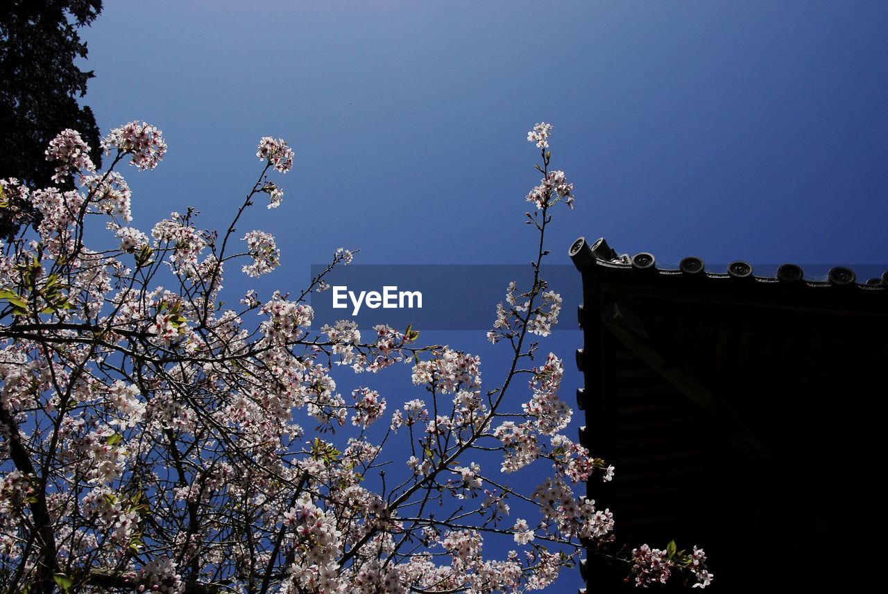 Low angle view of flower tree against clear sky