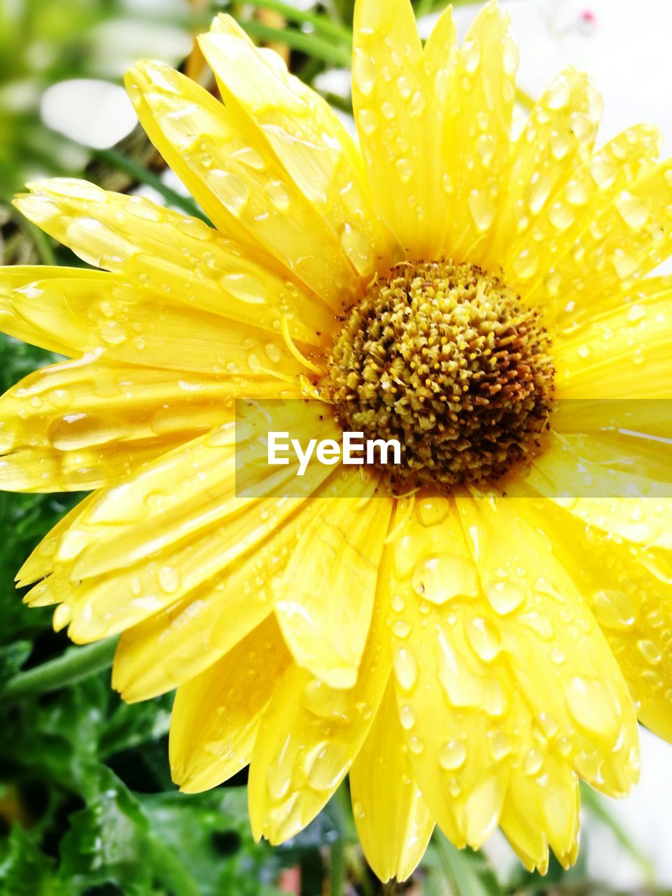 CLOSE-UP OF WATER DROPS ON YELLOW FLOWER