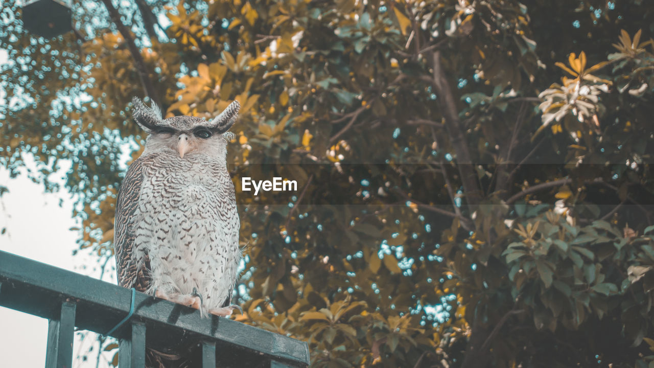 LOW ANGLE VIEW OF BIRD PERCHING ON TREE BRANCH