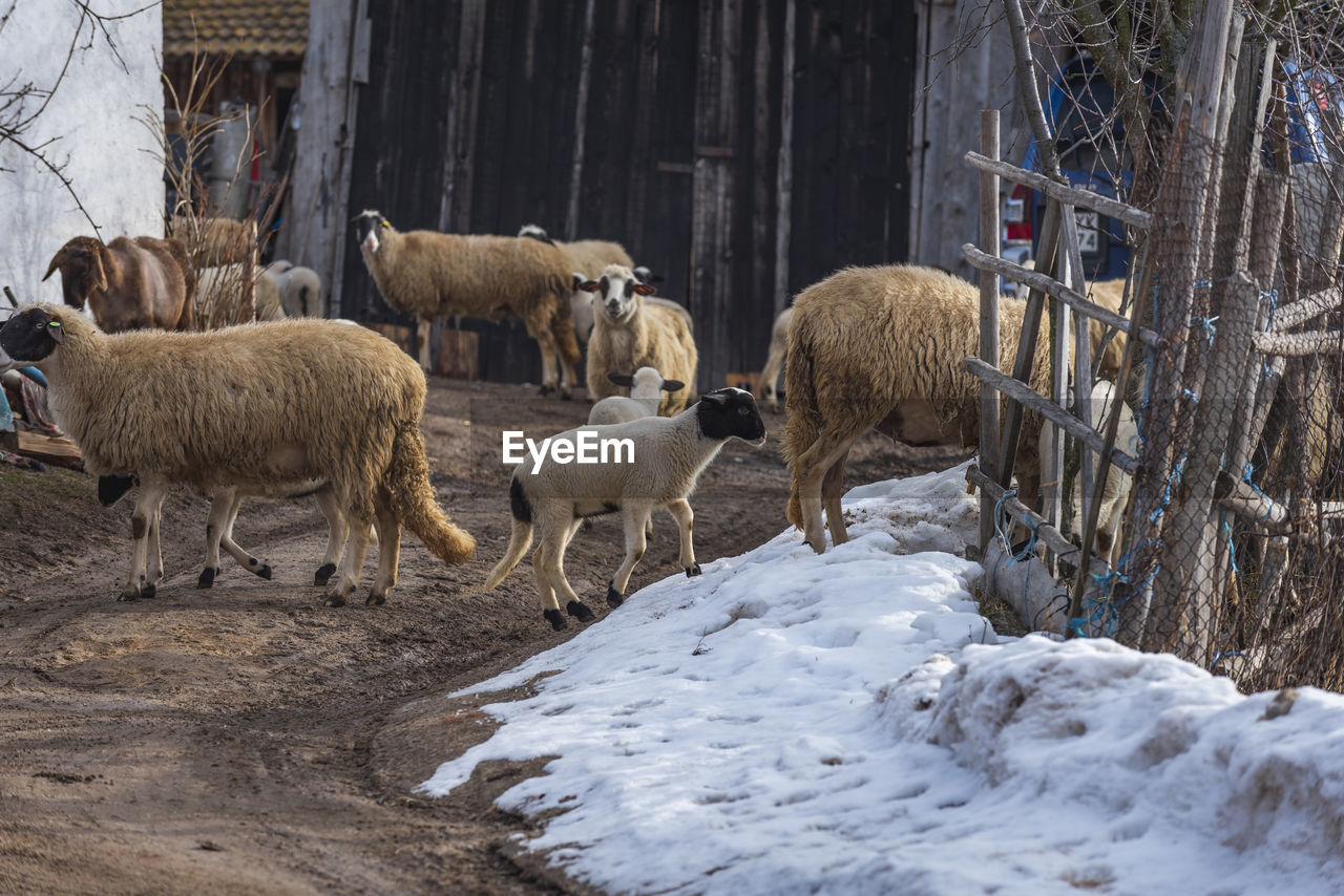 SHEEP IN A SNOW