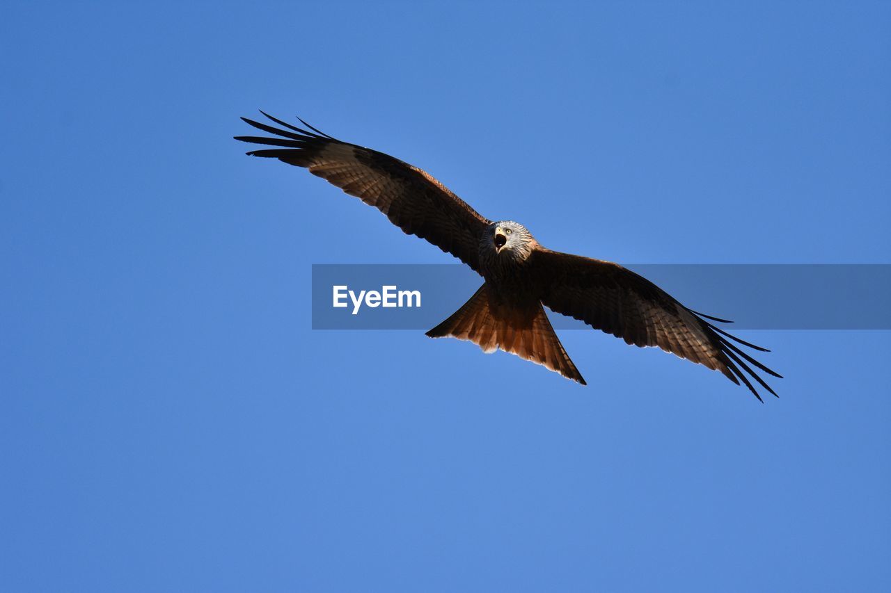 low angle view of eagle flying against clear blue sky