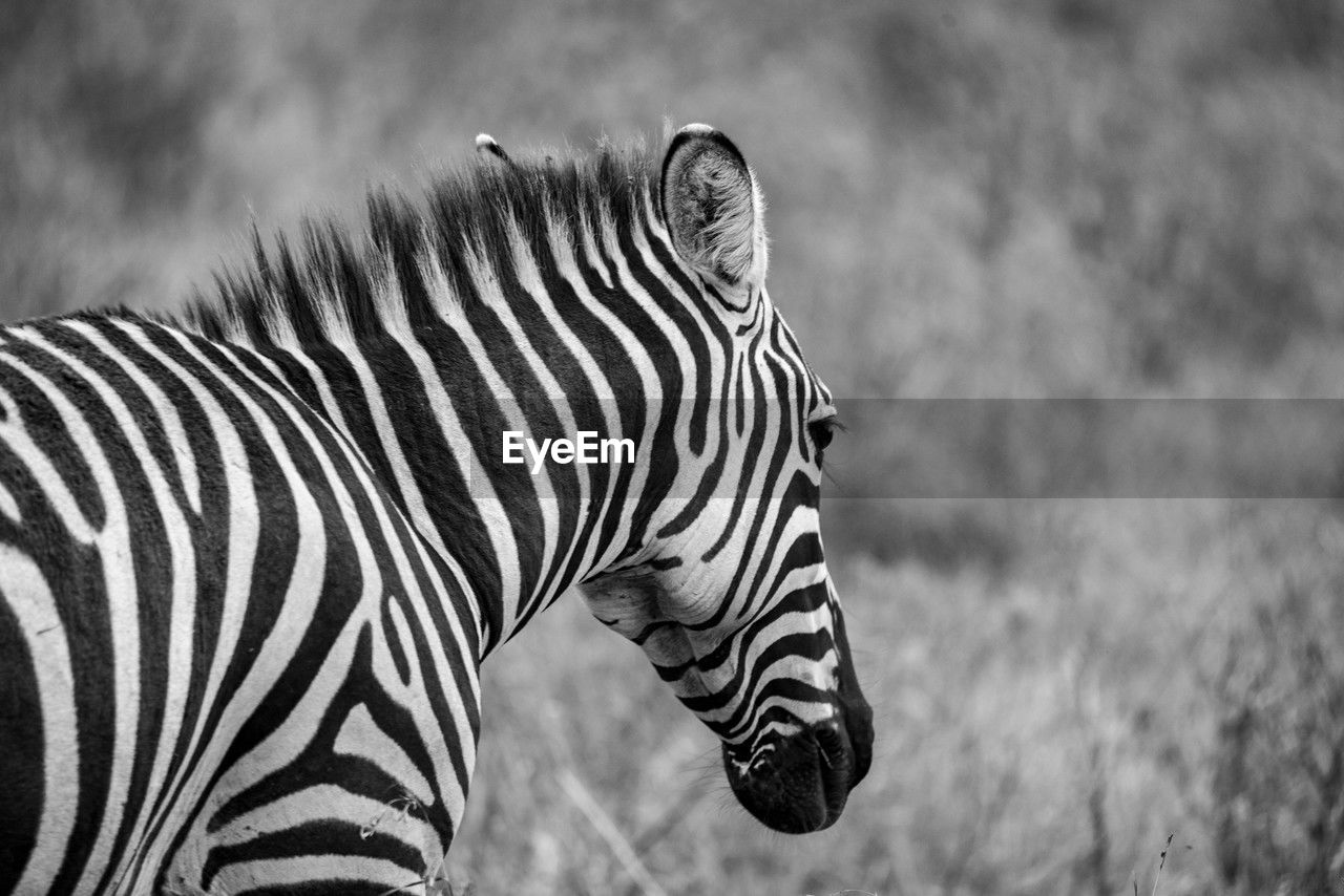 zebra standing on field