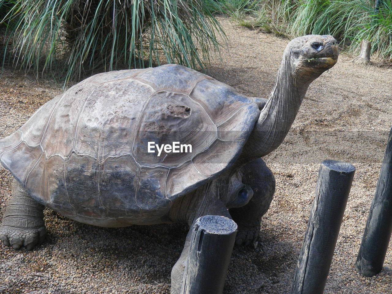 CLOSE-UP OF TORTOISE IN CONTAINER