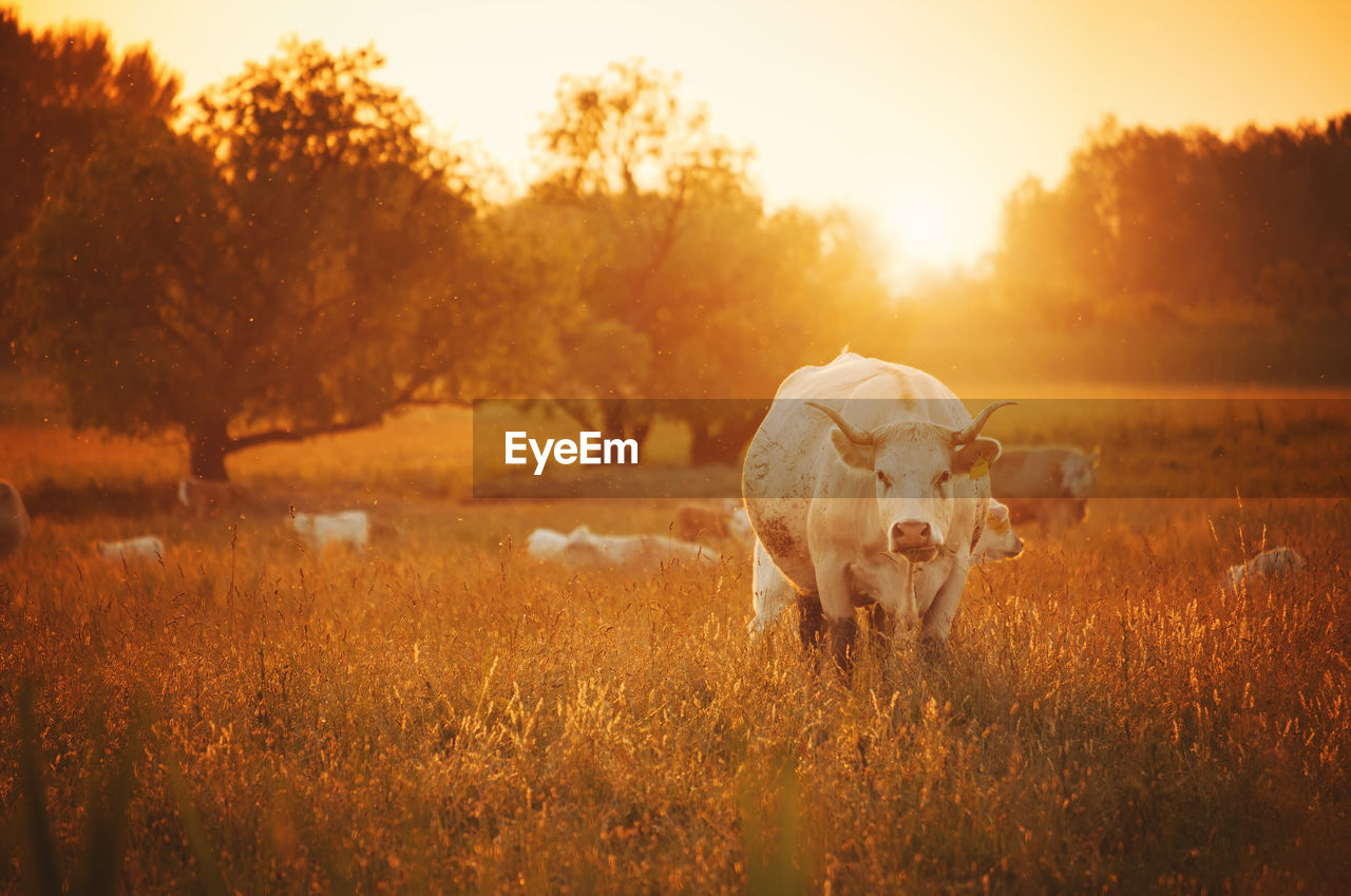 Cows on grassy field during sunset