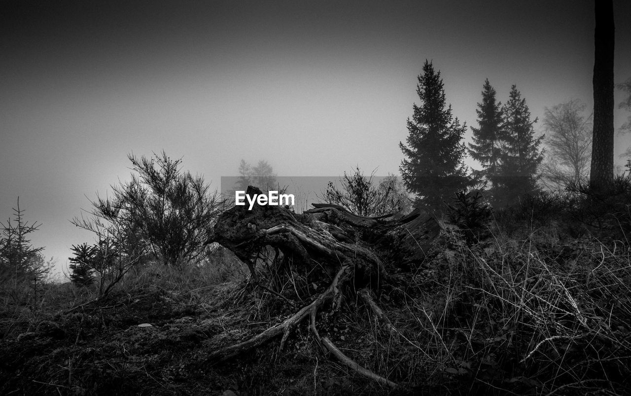 VIEW OF TREES IN FOREST