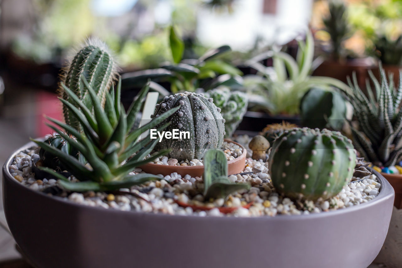 Close-up of cactus plant