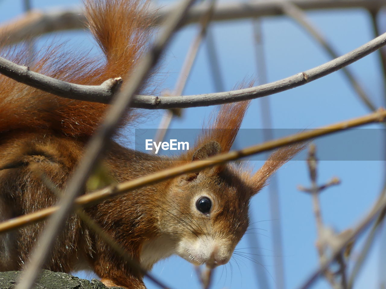 Squirrel close-up