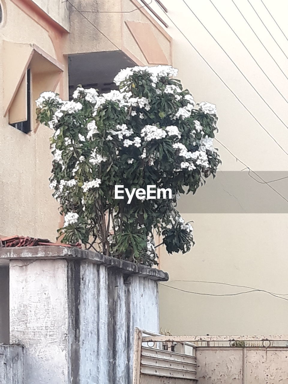 POTTED PLANT BY BUILDING