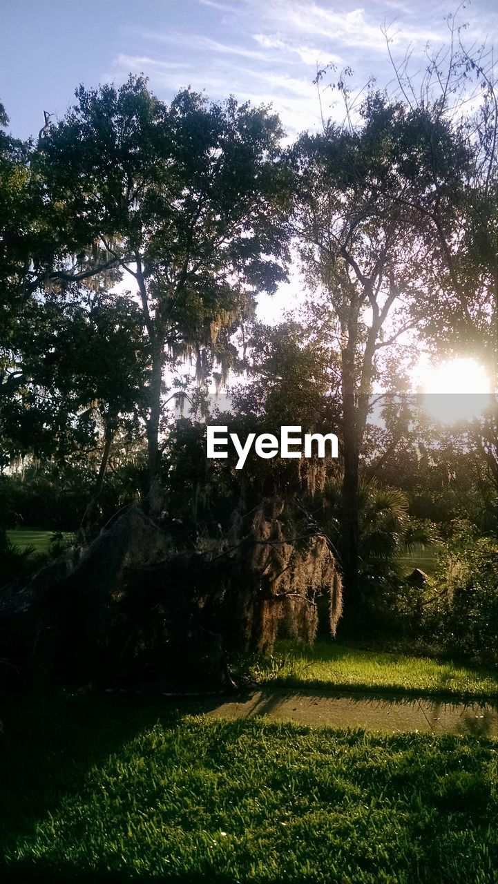 TREES ON GRASS AGAINST SKY