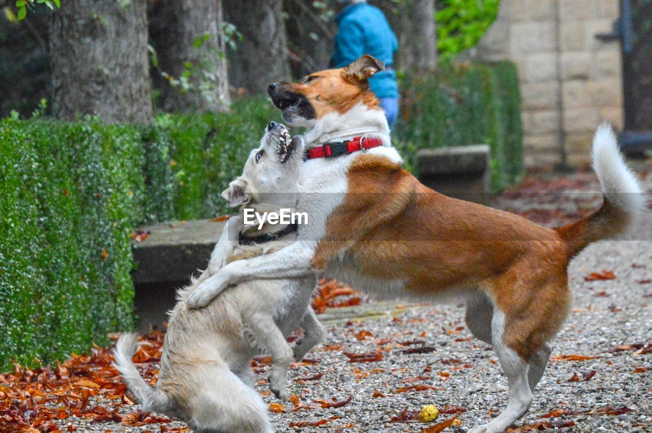 View of dogs playing on land