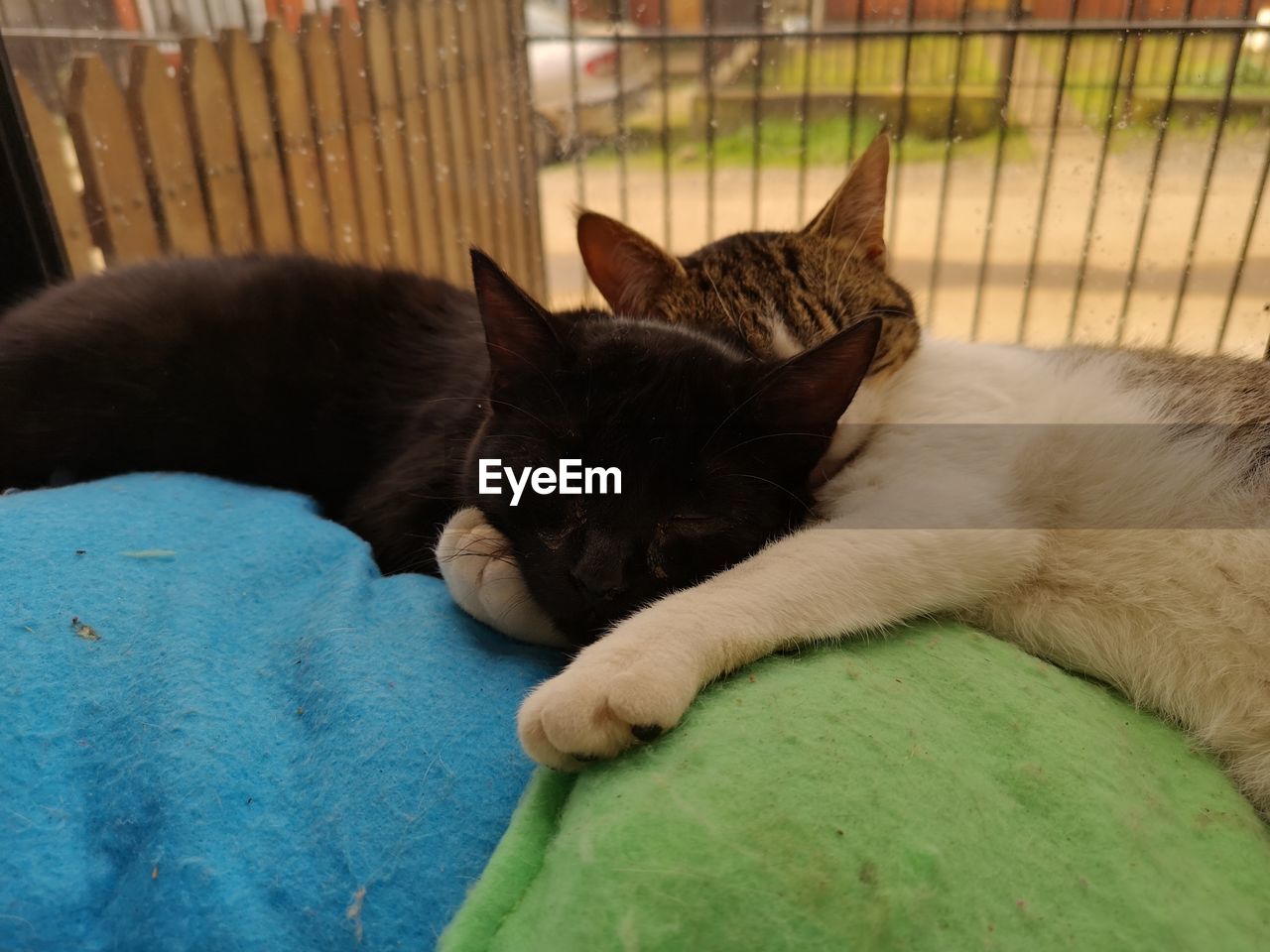 CLOSE-UP OF A CAT SLEEPING ON A BLANKET