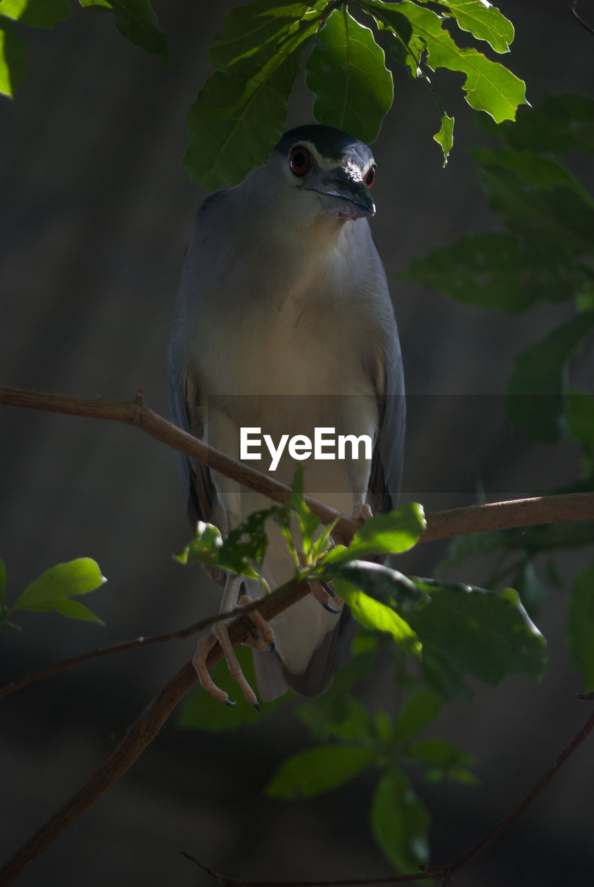 Close-up of heron perching on tree