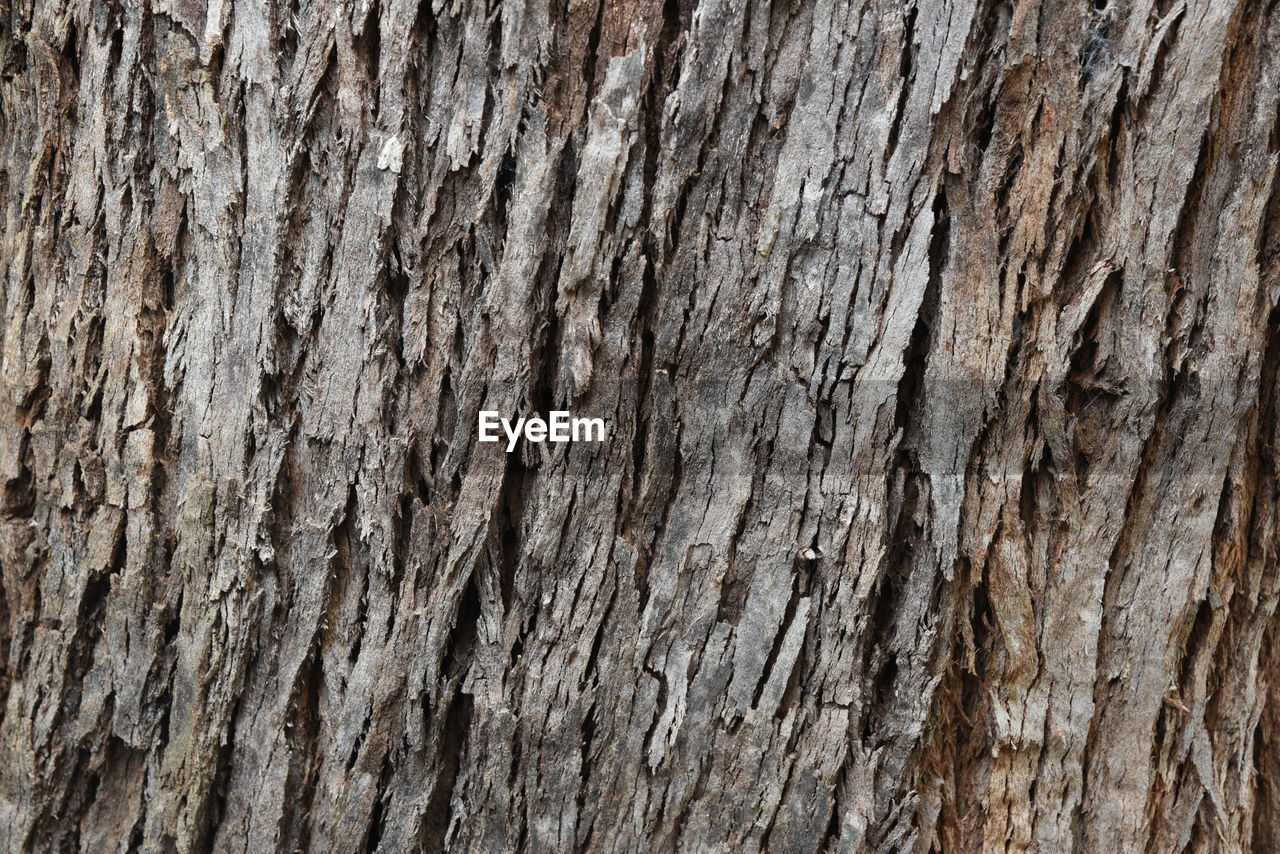 CLOSE-UP OF TREE BARK