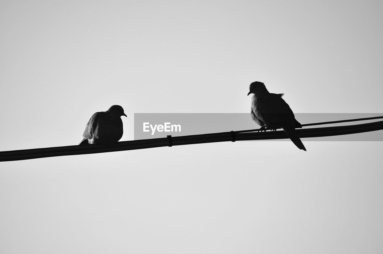 Low angle view of bird perching on cable against clear sky