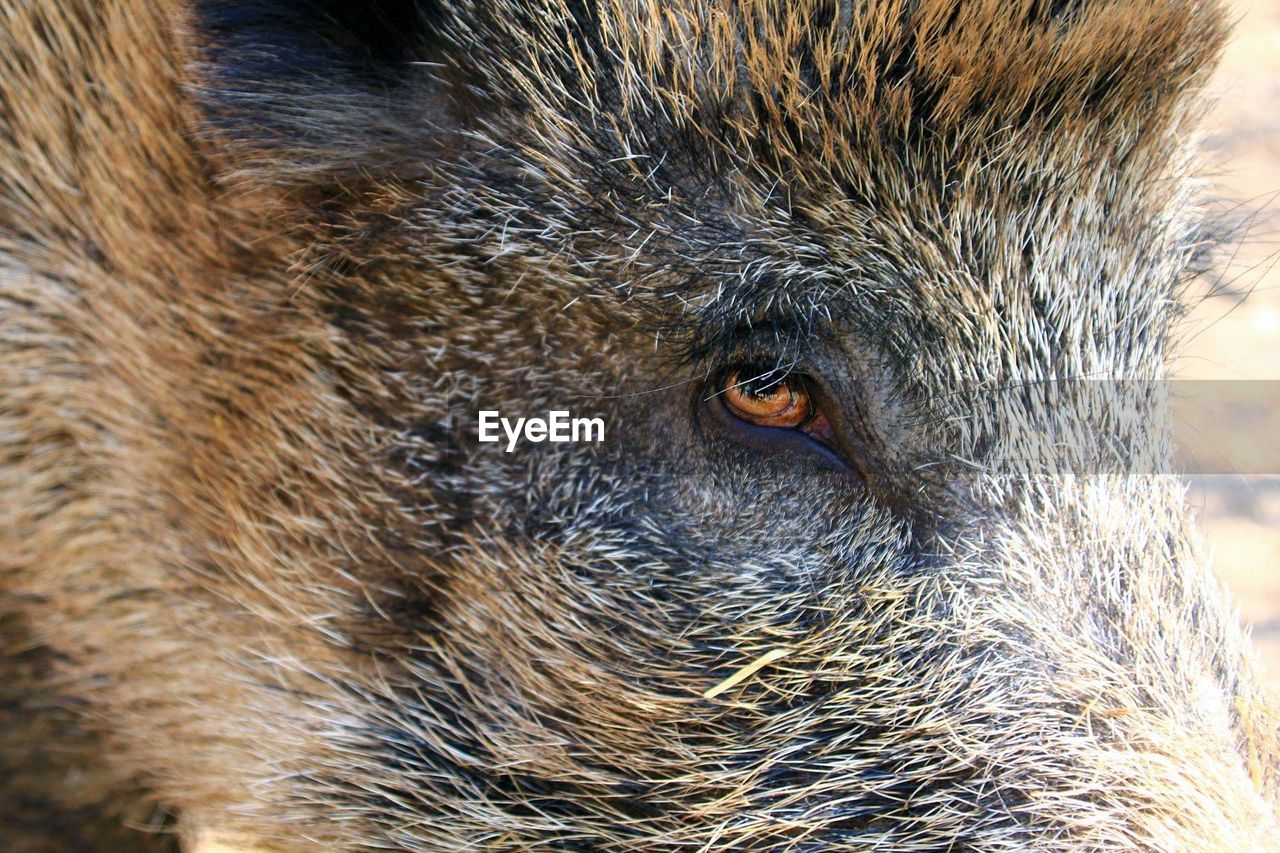 Close-up portrait of boar