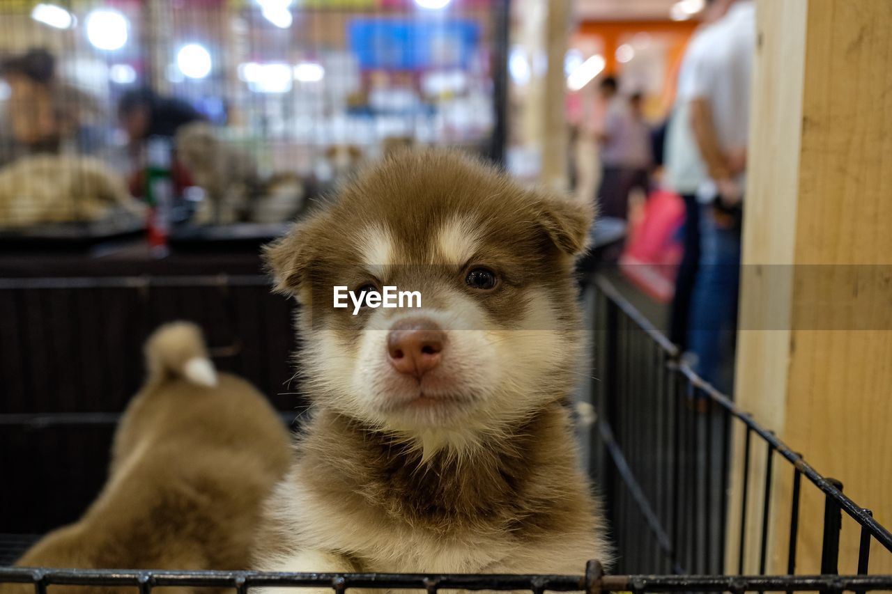 Close-up portrait of dog looking at camera