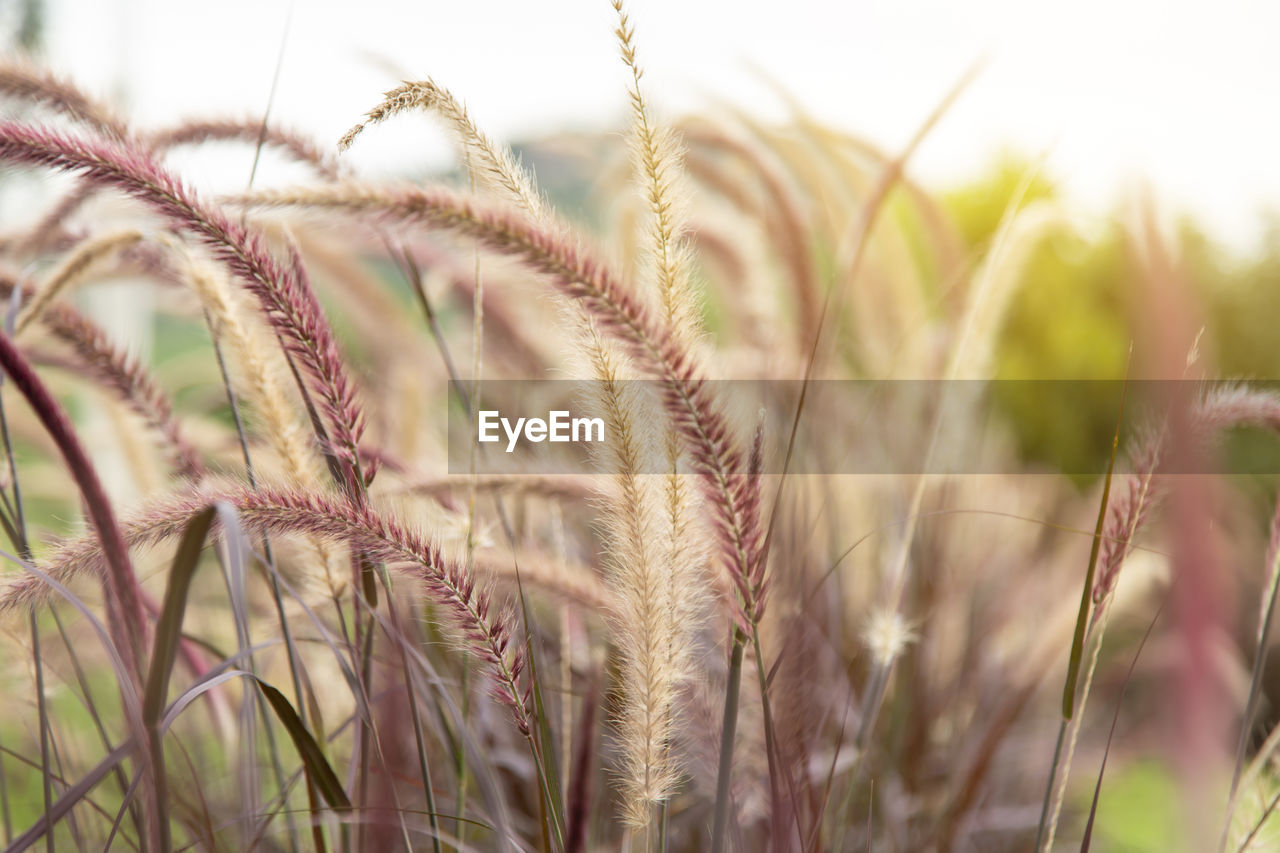 CLOSE-UP OF WHEAT GROWING IN FIELD