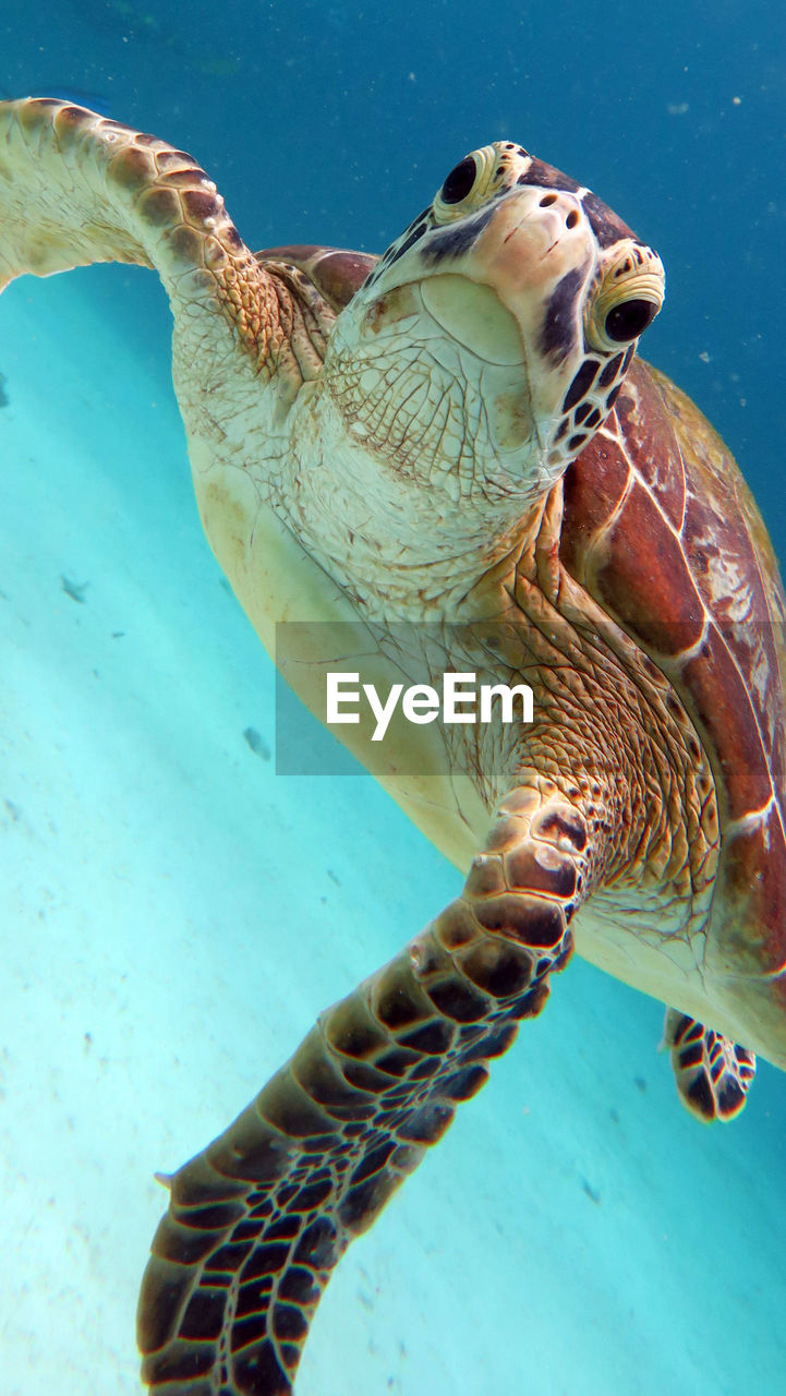 Close-up of turtle swimming in sea