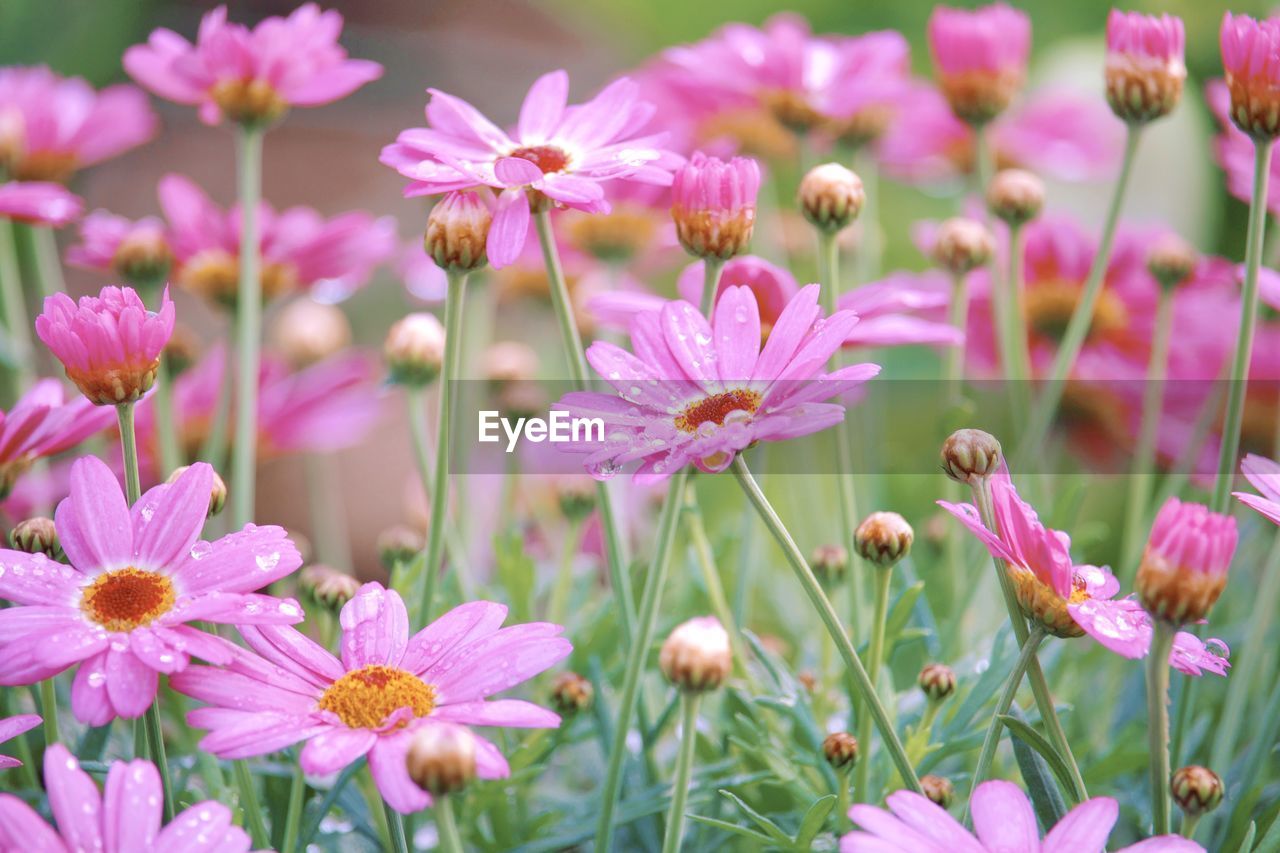 Close-up of pink flowering plants