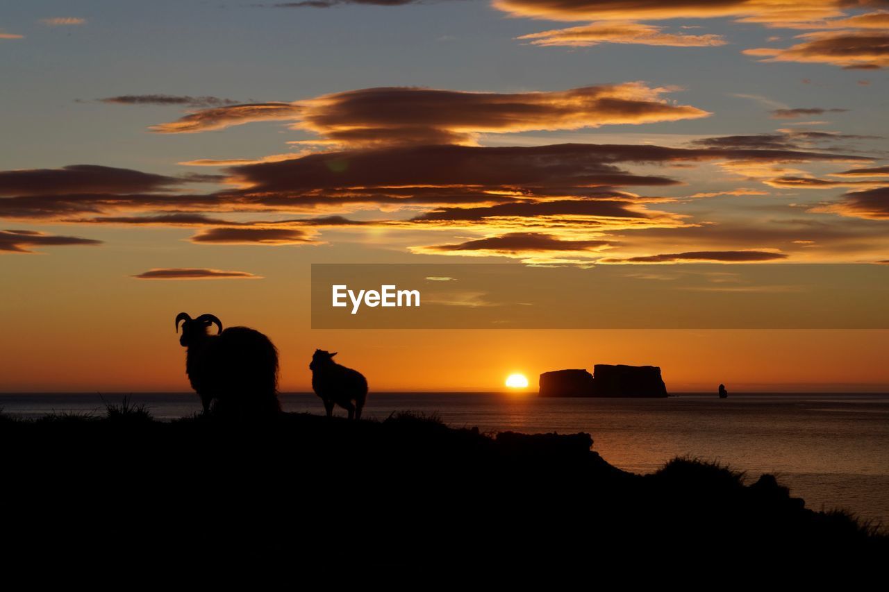 Silhouette sheep on field by sea against cloudy sky during sunset