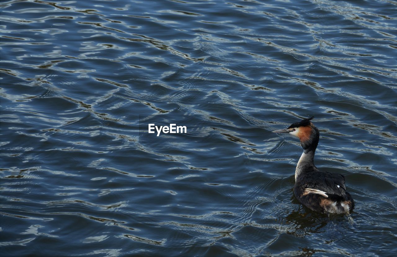 High angle view of crested grebe swimming in river