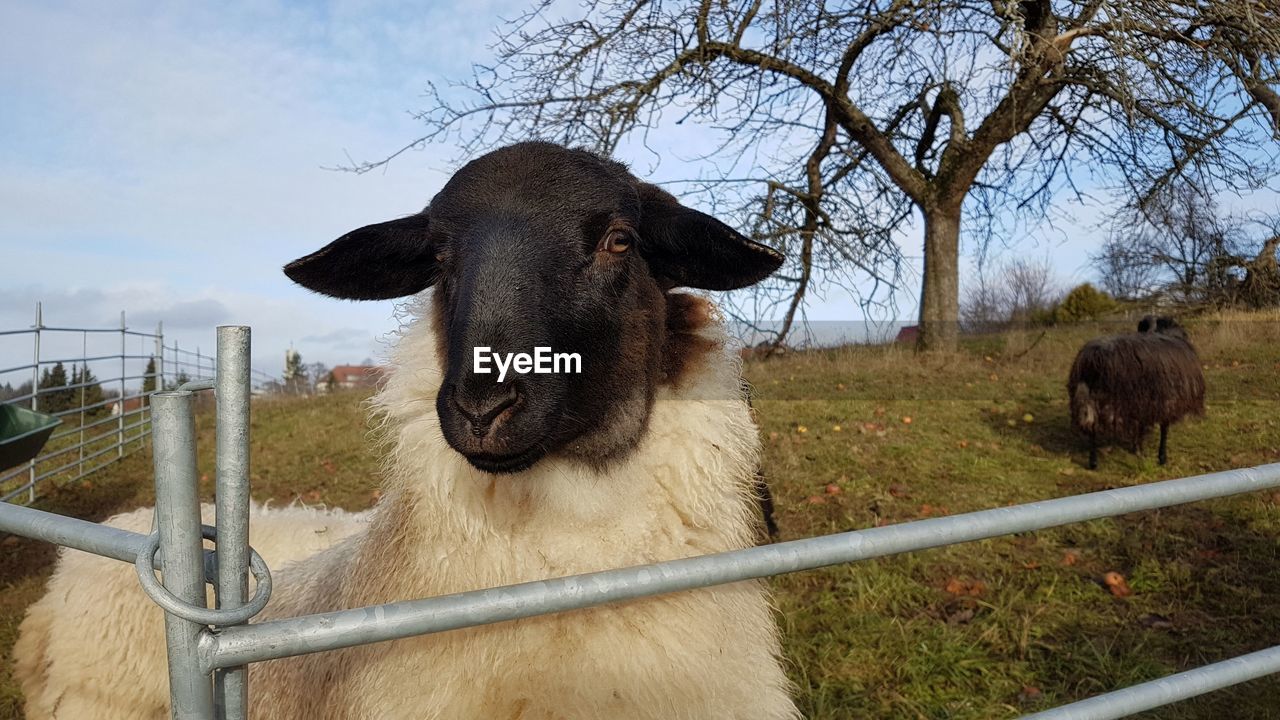 sheep standing on field against sky