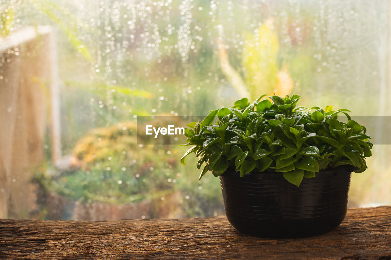 Green plant in a pot on a wooden beside window with raindrop background