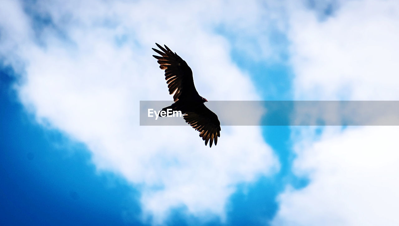 LOW ANGLE VIEW OF HAWK FLYING AGAINST SKY