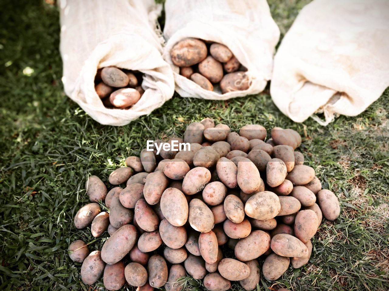 Bag of potatoes on the grass