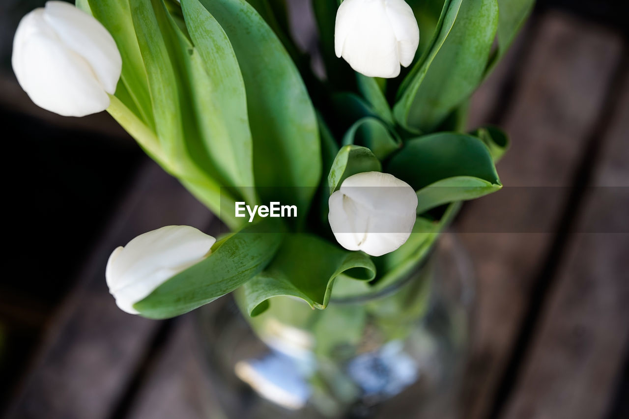 HIGH ANGLE VIEW OF WHITE FLOWERING PLANTS