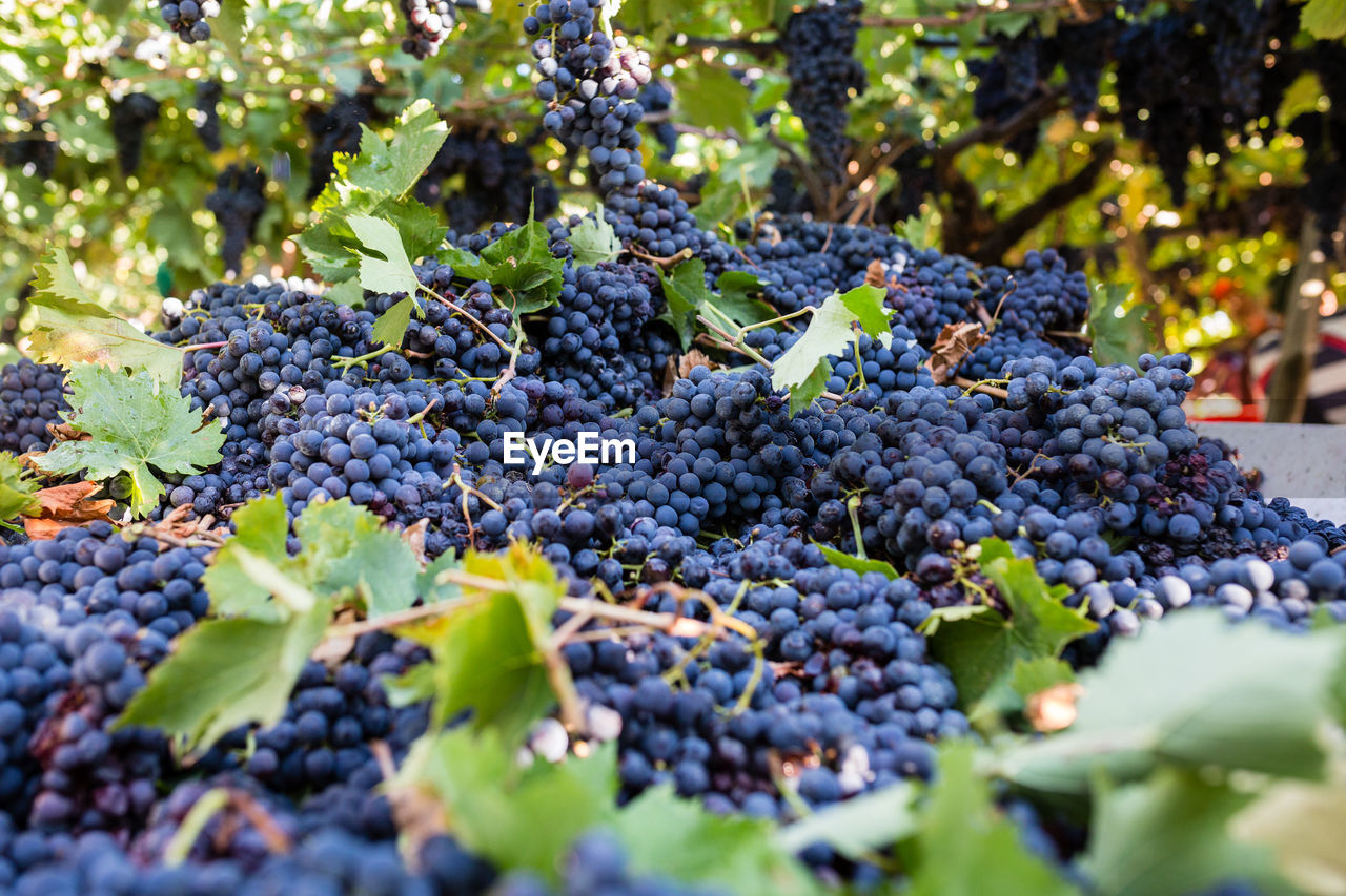 FRESH GRAPES GROWING IN VINEYARD