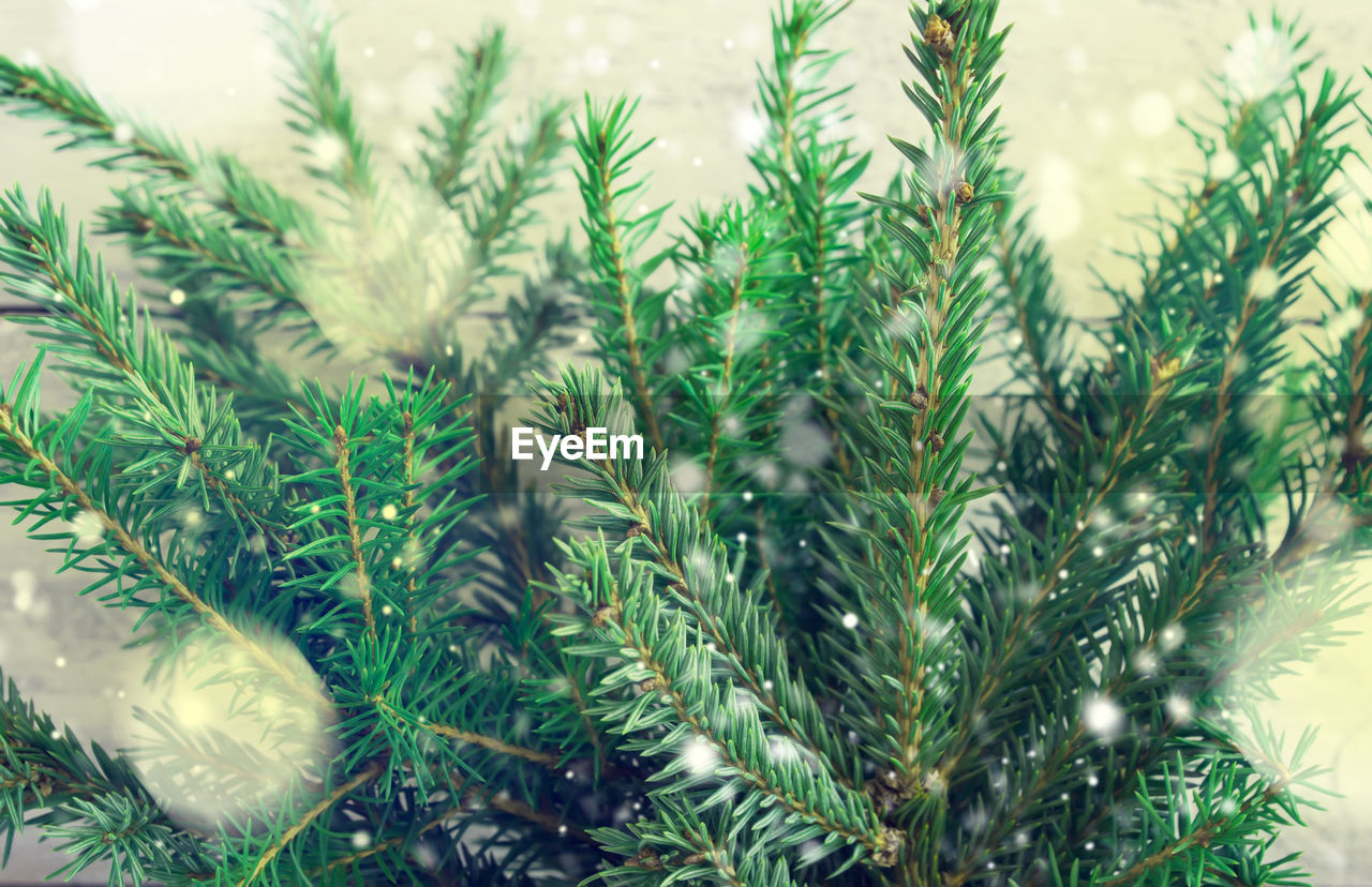 Natural spruce branches with drawing falling snow
