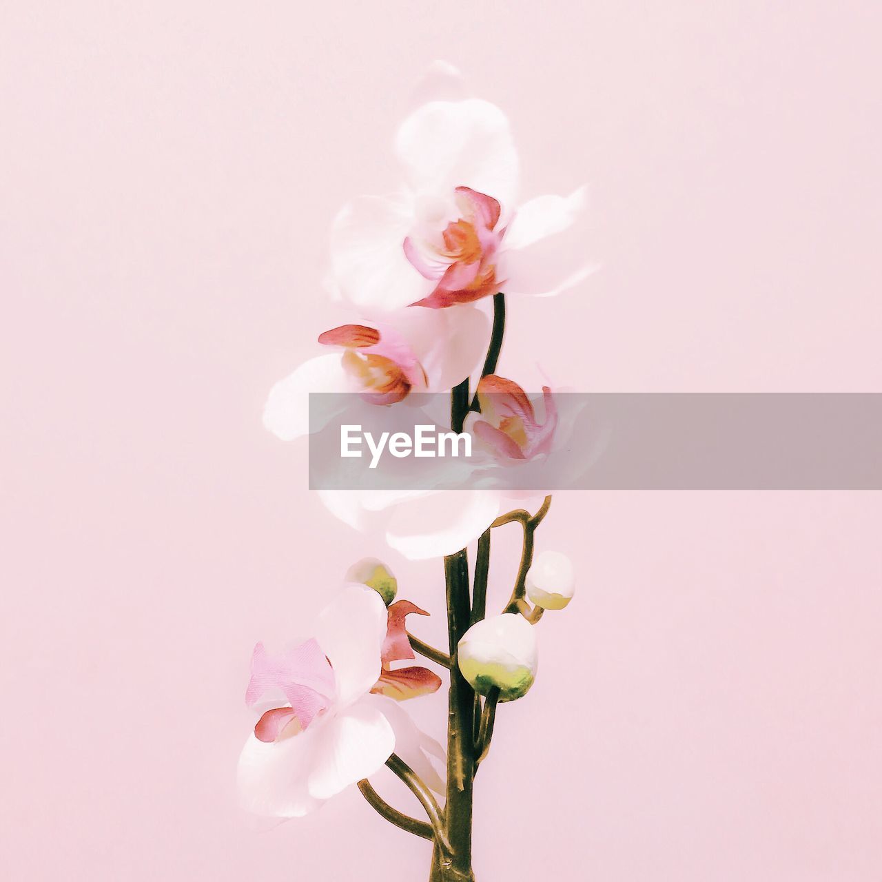 Close-up of pink flowers against sky