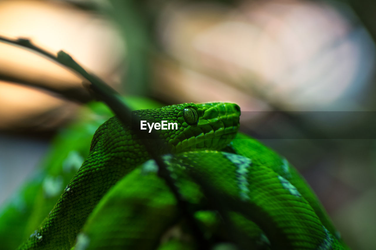 Close-up of green snake