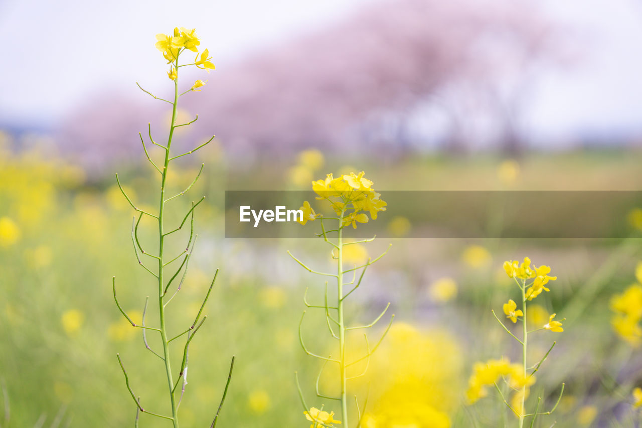 plant, flower, flowering plant, field, beauty in nature, yellow, freshness, landscape, nature, grassland, land, environment, rapeseed, meadow, rural scene, springtime, growth, prairie, plain, agriculture, blossom, sky, no people, grass, summer, tranquility, scenics - nature, selective focus, outdoors, focus on foreground, fragility, close-up, vibrant color, tranquil scene, canola, wildflower, oilseed rape, green, idyllic, multi colored, crop, produce, day, non-urban scene, vegetable, environmental conservation, social issues, sunlight, backgrounds, farm, food, food and drink, sun, flower head, brassica rapa, morning, flowerbed, pastel colored