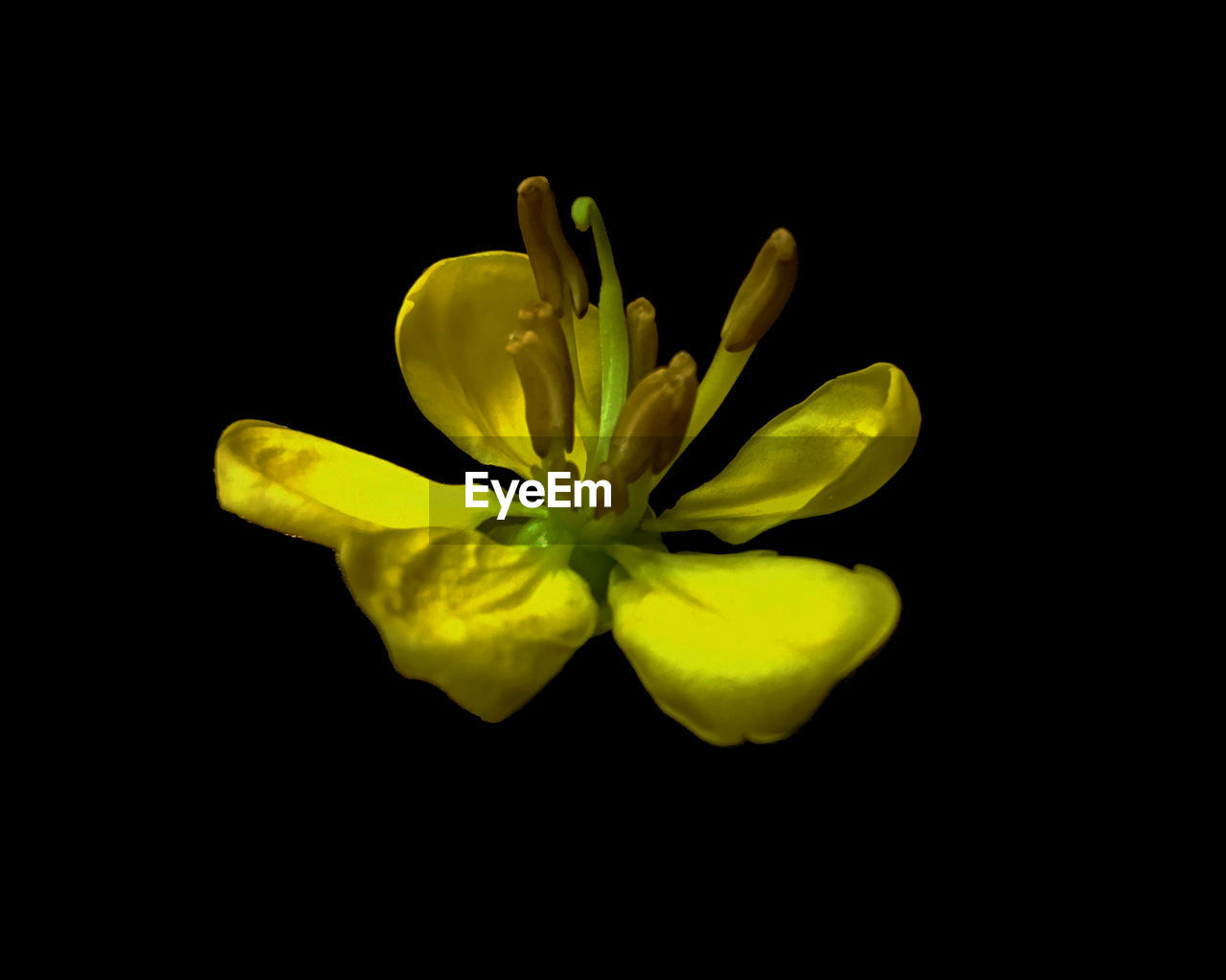 CLOSE-UP OF YELLOW FLOWERS AGAINST BLACK BACKGROUND