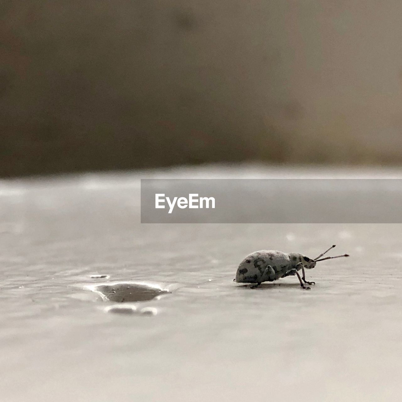 CLOSE-UP OF INSECT ON WET GROUND