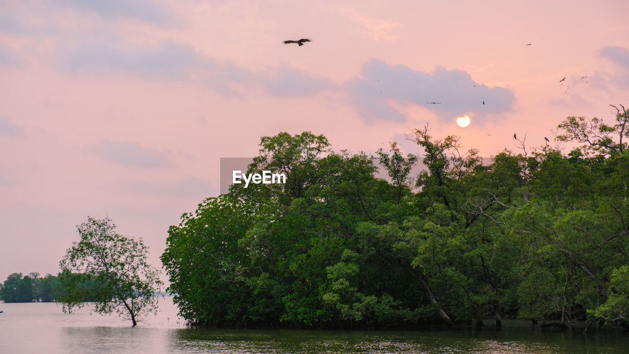 tree, water, sky, nature, bird, plant, animal, animal themes, animal wildlife, wildlife, flying, river, cloud, sunset, beauty in nature, environment, scenics - nature, no people, travel destinations, travel, outdoors, reflection, landscape, tranquility, land, group of animals, forest, tourism, tranquil scene