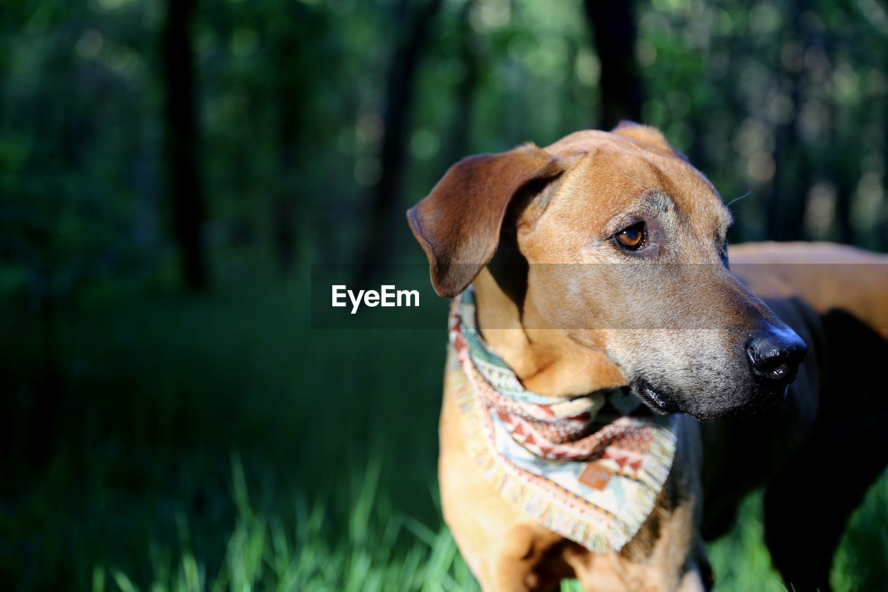 CLOSE-UP OF DOG LOOKING AWAY OUTDOORS