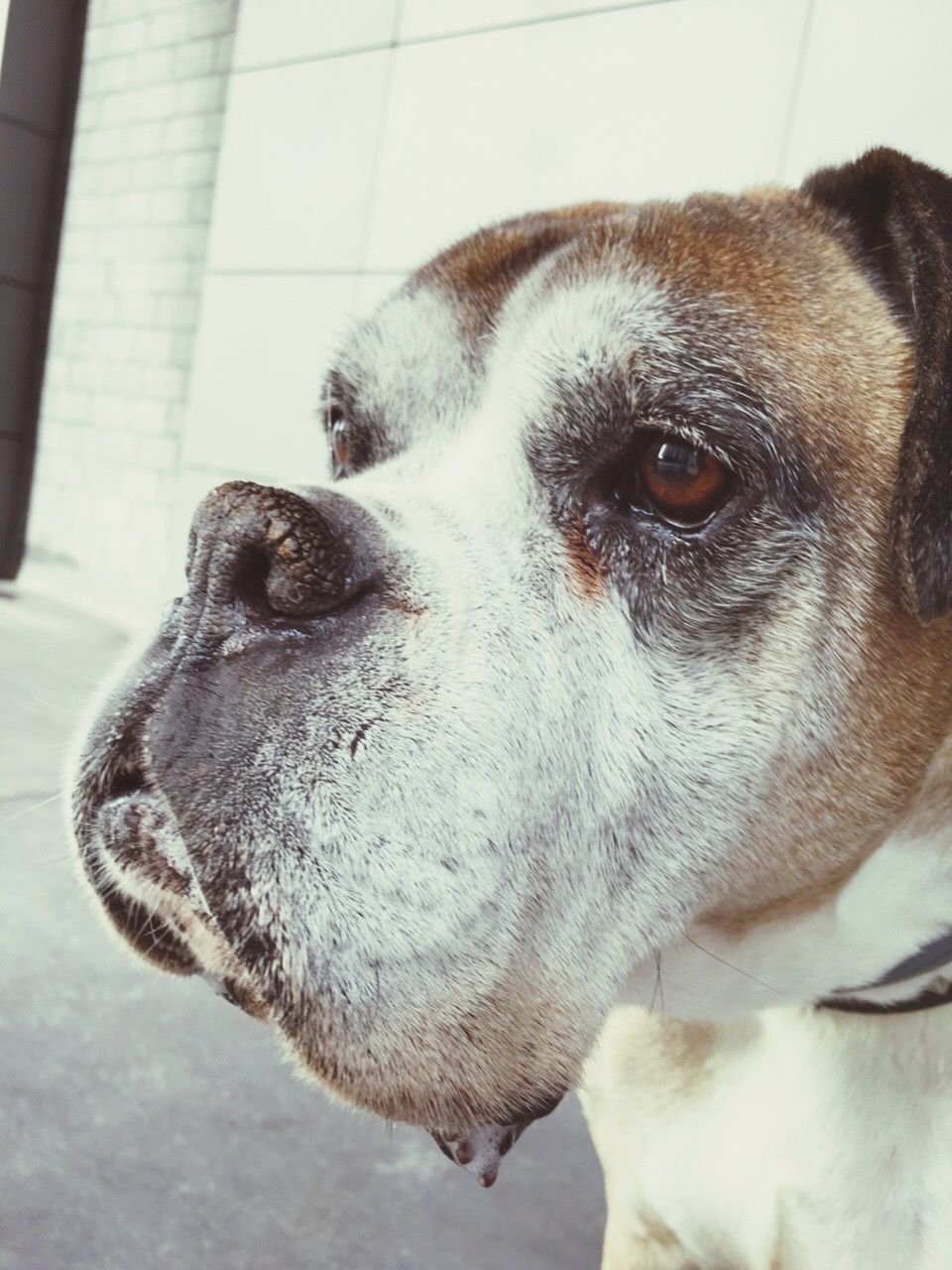 Close-up portrait of dog