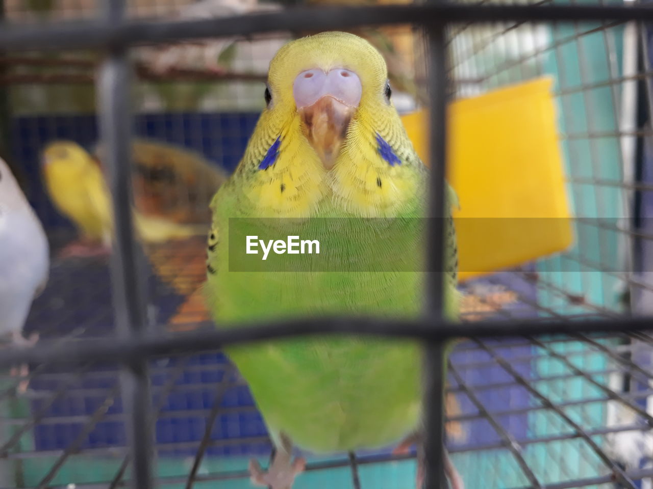 CLOSE-UP OF YELLOW PARROT IN CAGE AT ZOO