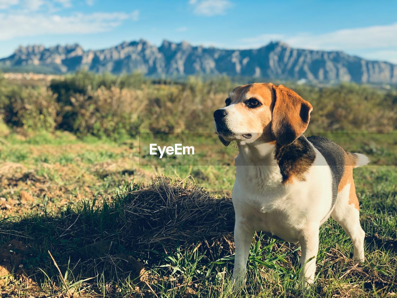 DOG LOOKING AWAY ON GRASS