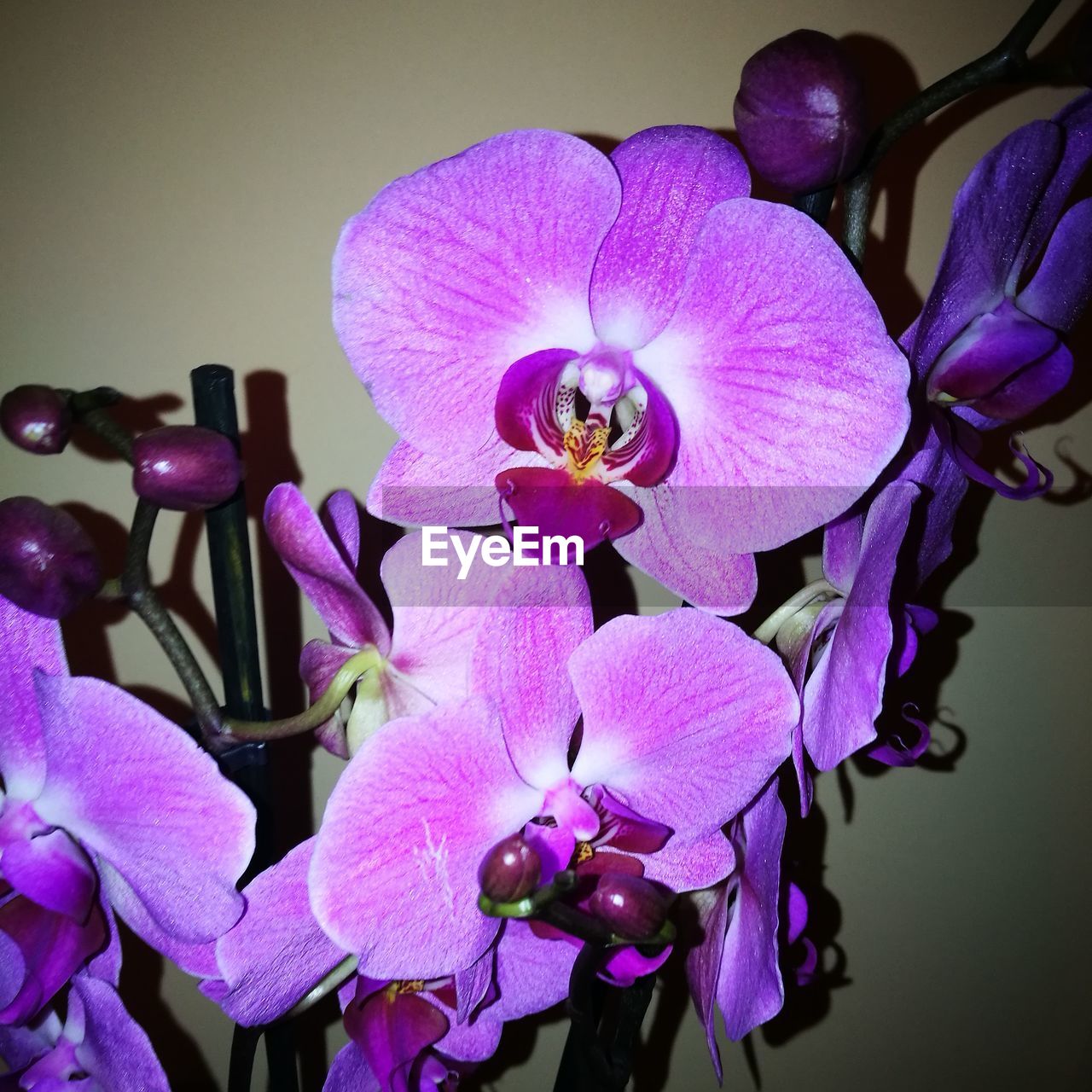 CLOSE-UP OF PINK ORCHIDS