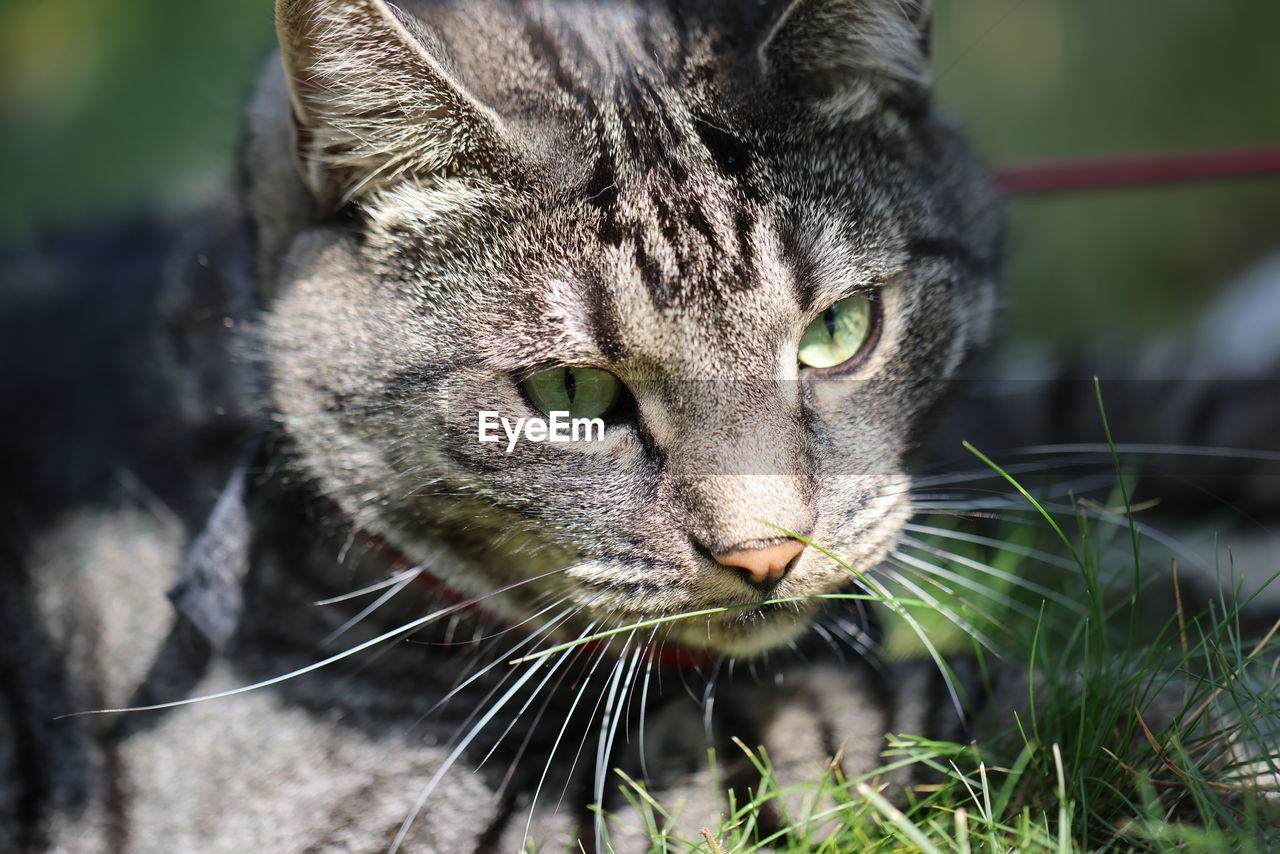 Close-up portrait of a cat