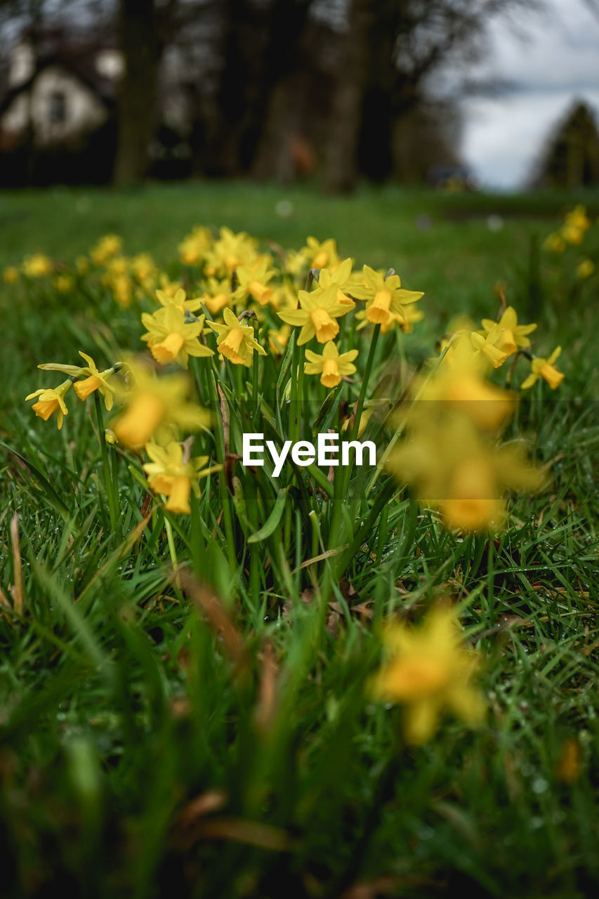 CLOSE-UP OF YELLOW FLOWERING PLANTS ON LAND