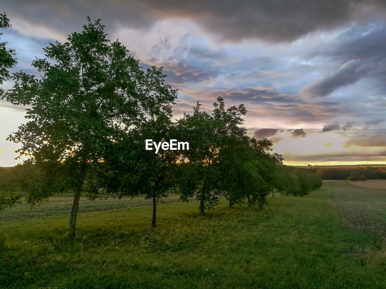 TREES ON FIELD AGAINST SKY