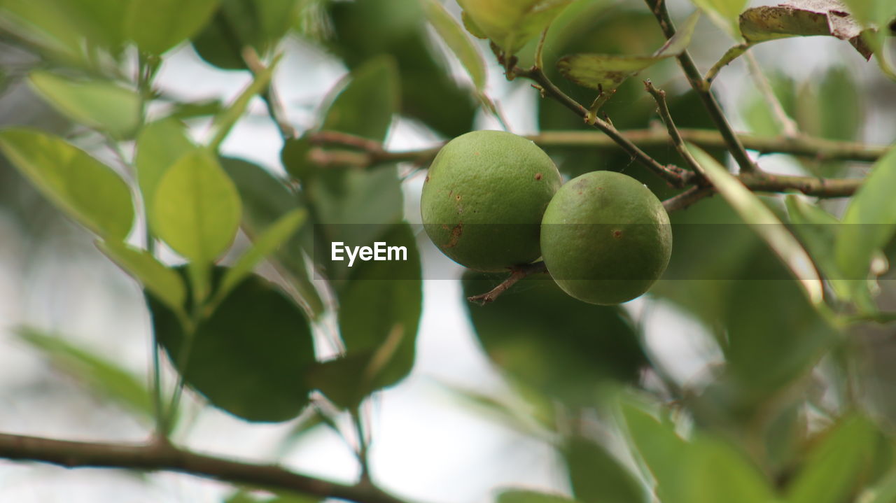 CLOSE-UP OF FRUITS GROWING ON PLANT