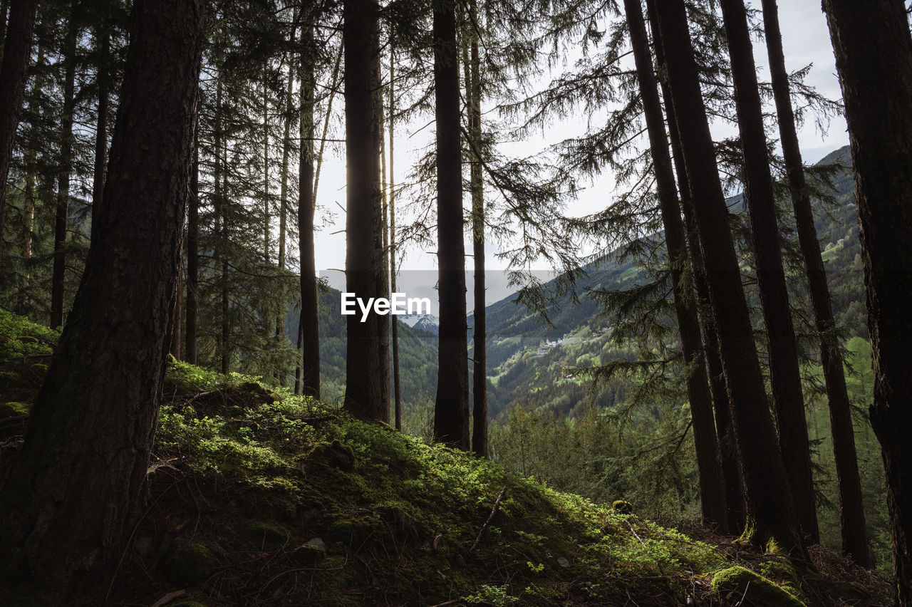 Trees in forest against sky