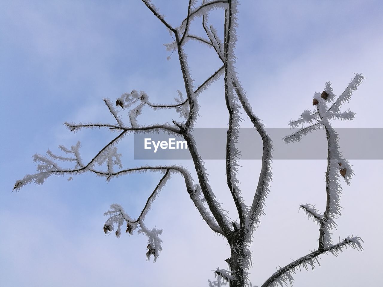 LOW ANGLE VIEW OF TREE AGAINST SKY