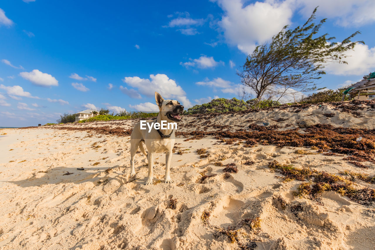 DOG STANDING IN SAND